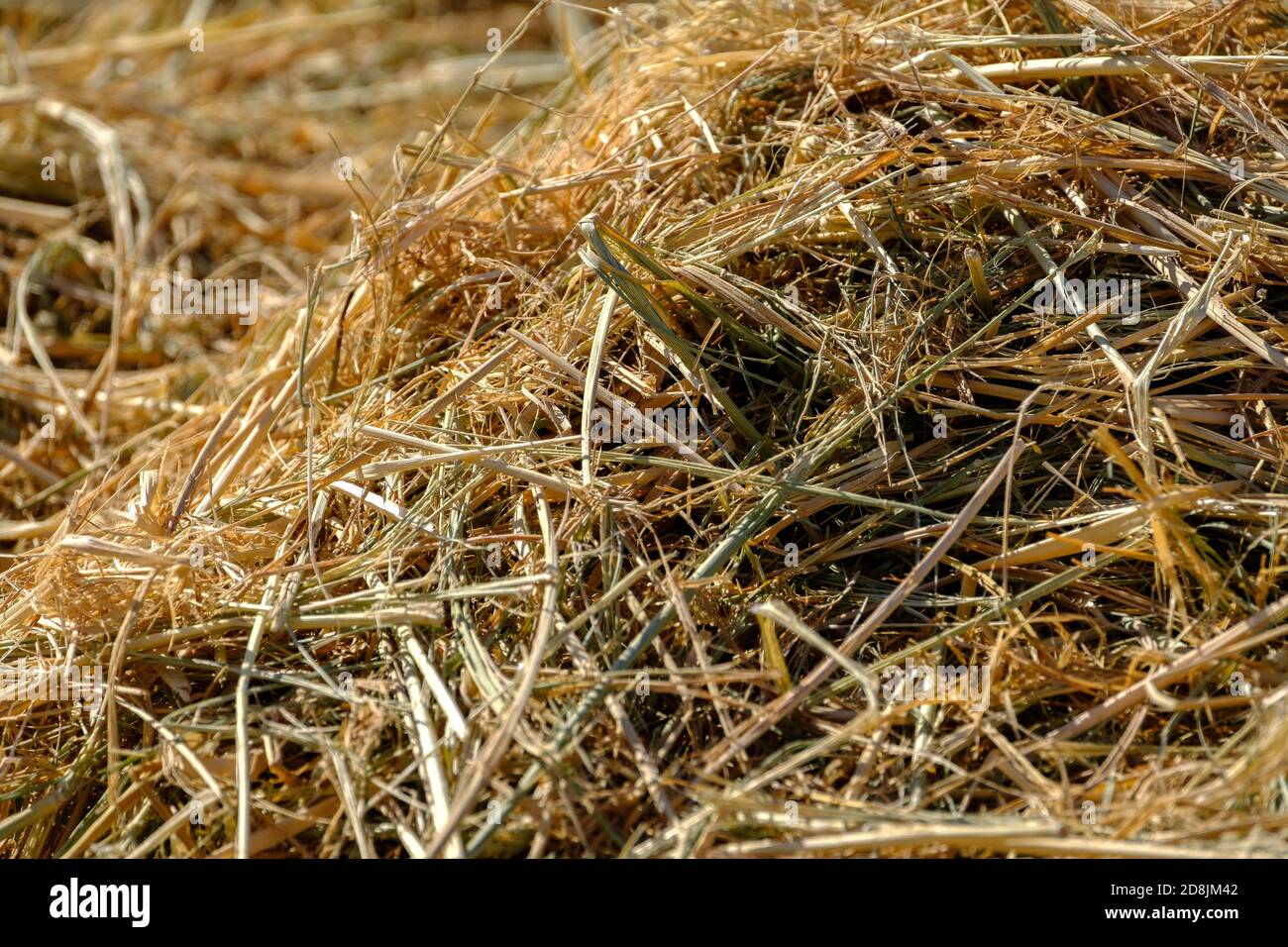 fieno di paglia secco cibo naturale per animali Foto Stock