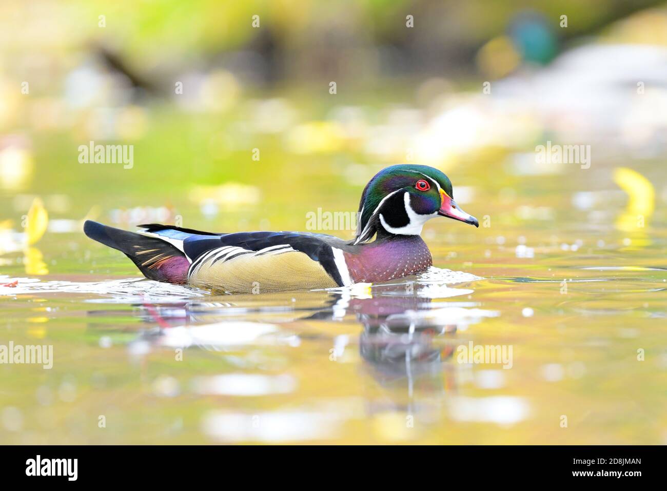 Un anatra di legno che nuota su un laghetto con colori autunnali riflettendo l'acqua Foto Stock