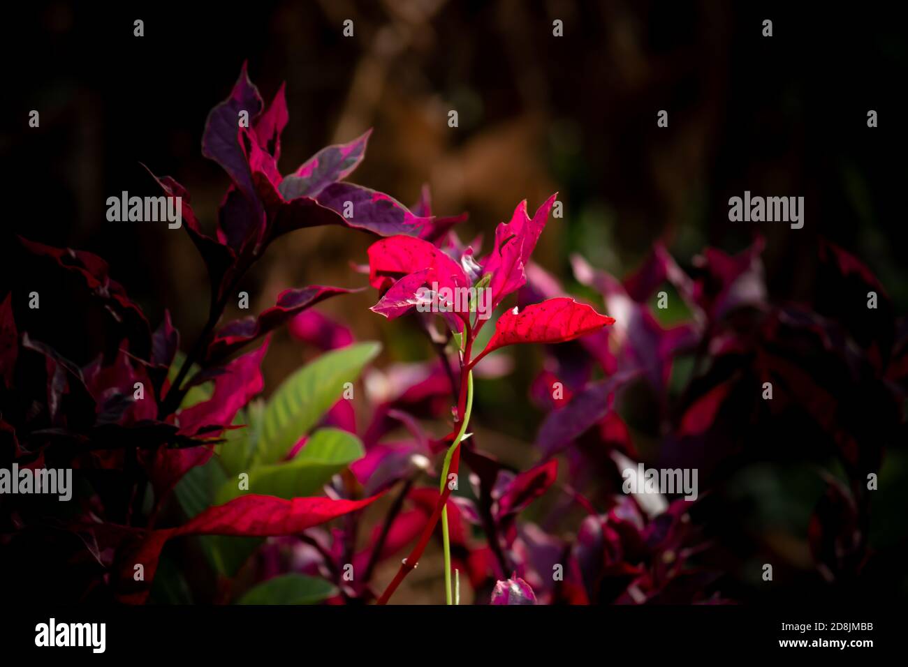 Colori complementari trovati in natura. Foto Stock