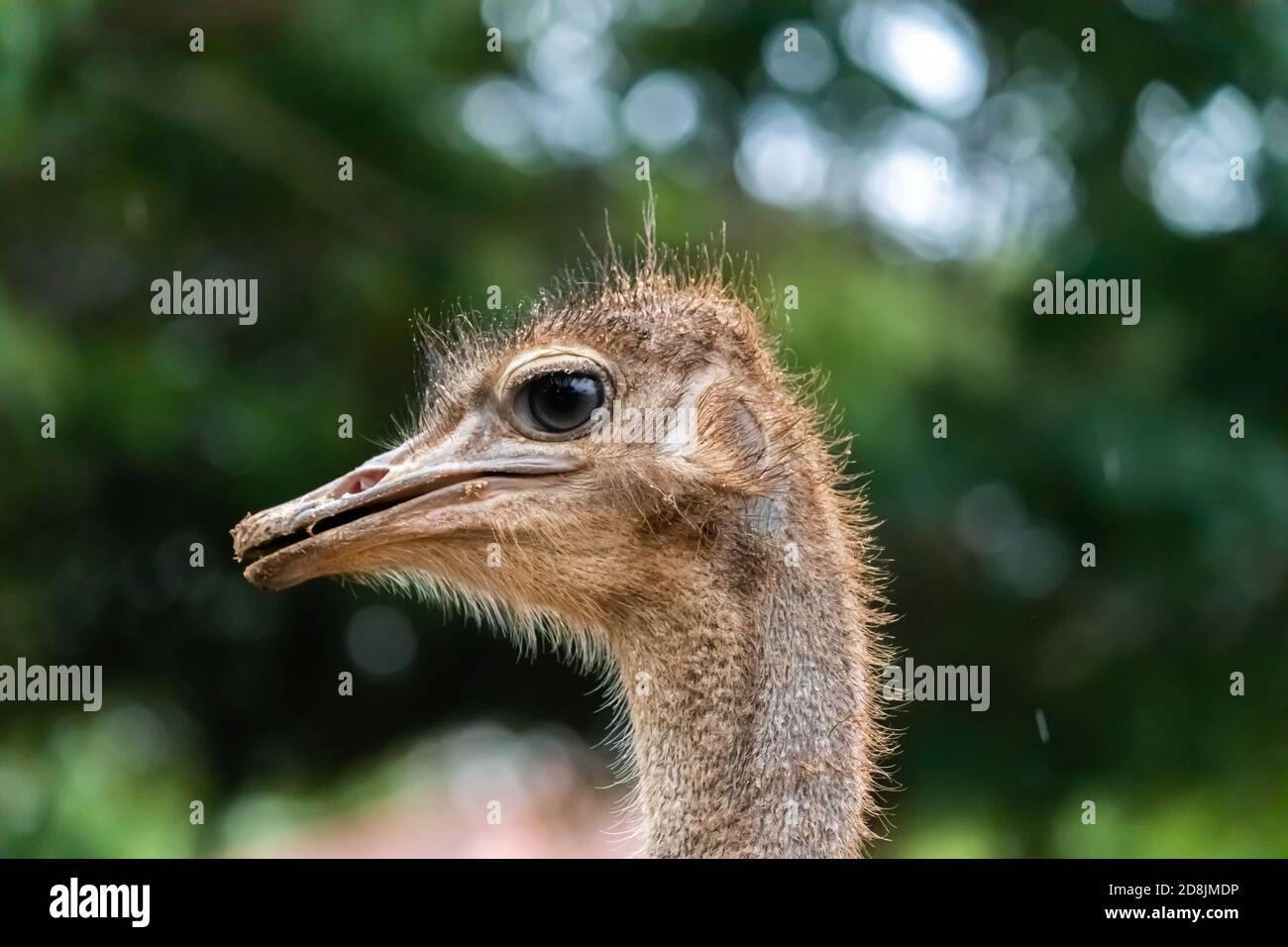 Ostrich Eye primo piano su sfondo verde morbido Foto Stock