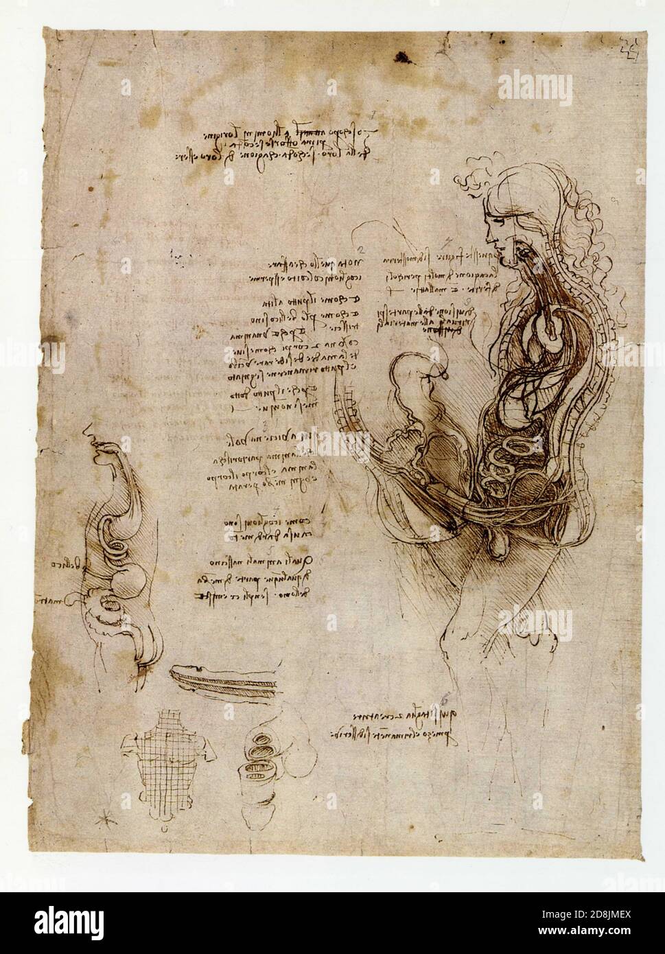 Leonardo da Vinci.Cinta dell'uomo e della donna emisettate.1492-1494.penna e inchiostro con numerazione nera del piombo dei passaggi manoscritti aggiunti in un diciannovesimo-cen. Foto Stock
