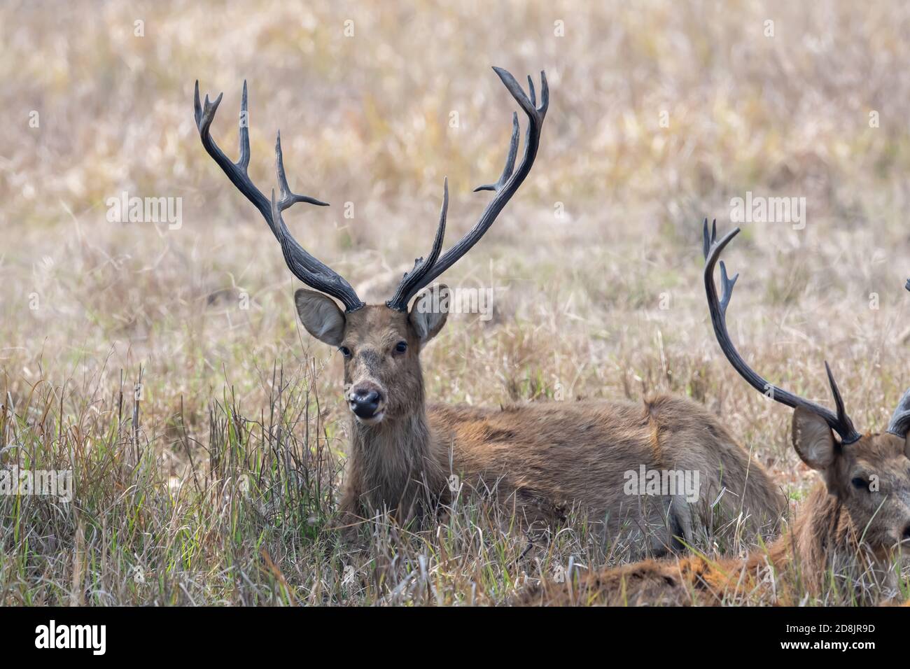 Cervi Barasingha (Rucervus duvaucelii) in India Foto Stock