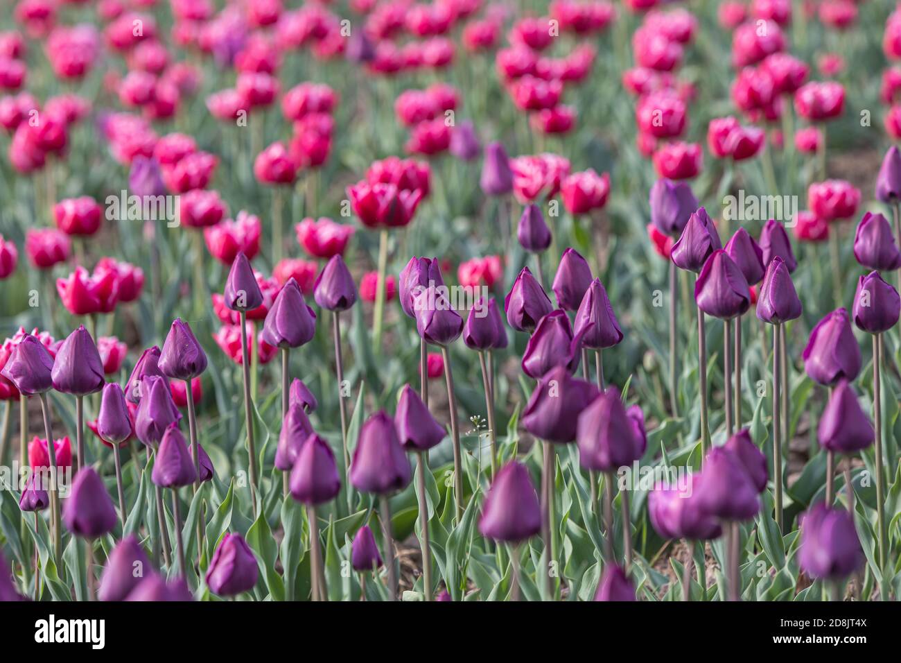 Tulipani in fiore sfondo primavera. Tulipani rosa su un prato in primavera Foto Stock
