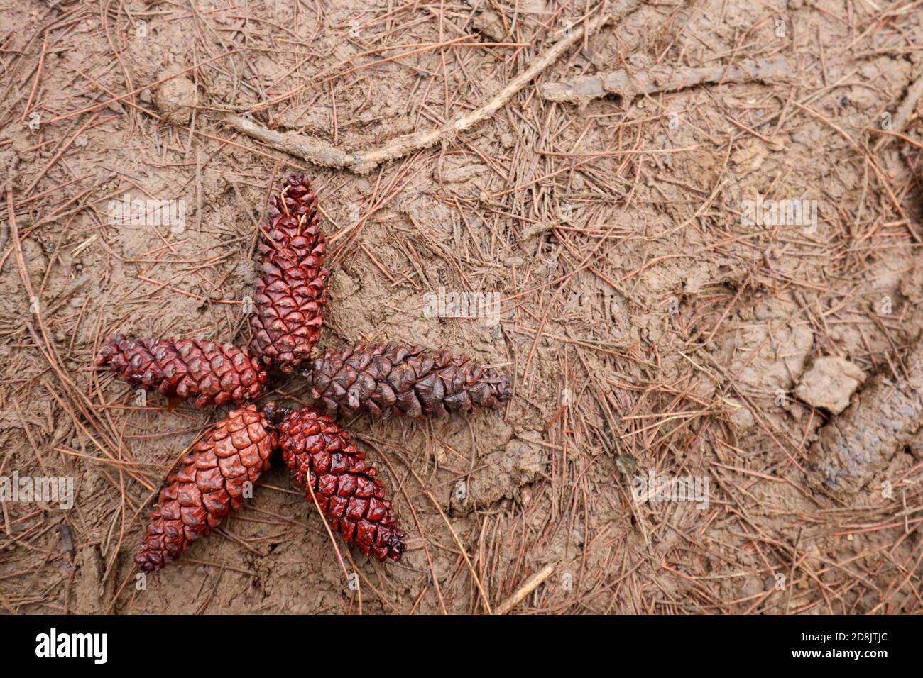 cinque pini a forma di stella su uno sfondo marrone fangoso Foto Stock