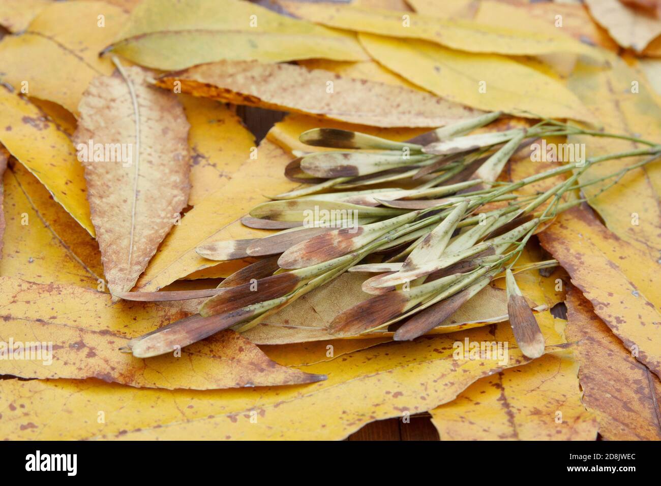 Sfondo con foglie autunnali cadenti di colore giallo e marrone. Foto Stock