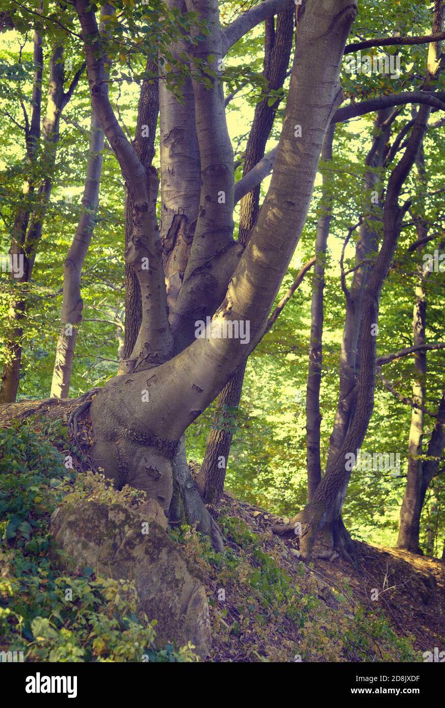 Estate foresta e piccoli alberi di faggio, Serbia Foto Stock