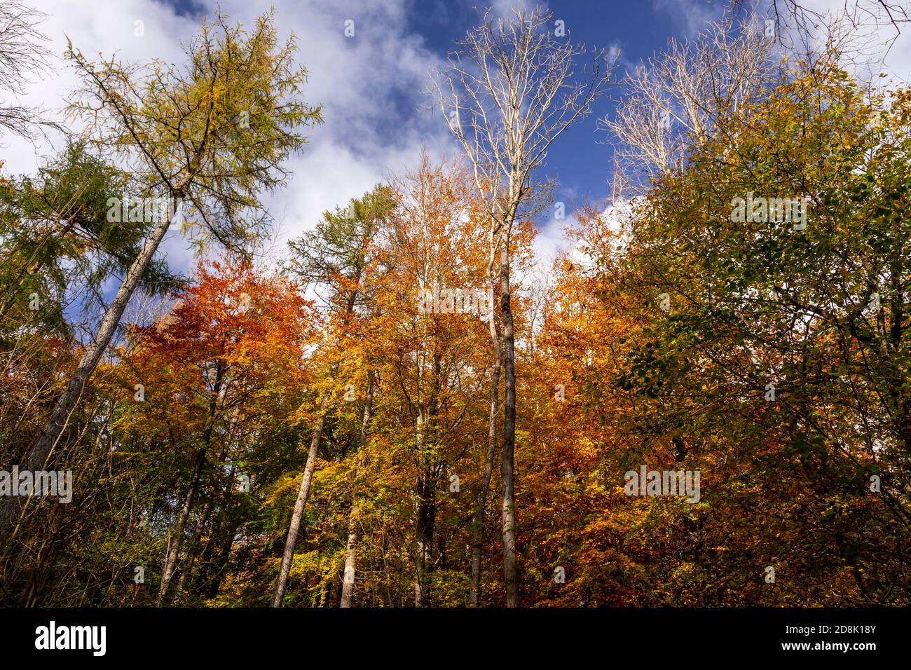 Alberi in autunno, Loggerheads Country Park, Galles del Nord Foto Stock