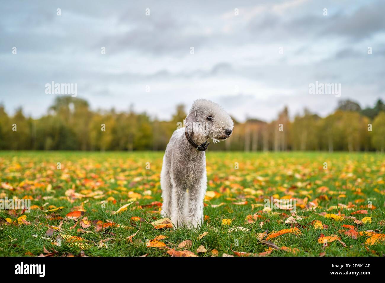 Primo piano di Bedlington Terrier cane in piedi isolato su erba in autunno foglie nel Regno Unito paese parco. Foto Stock