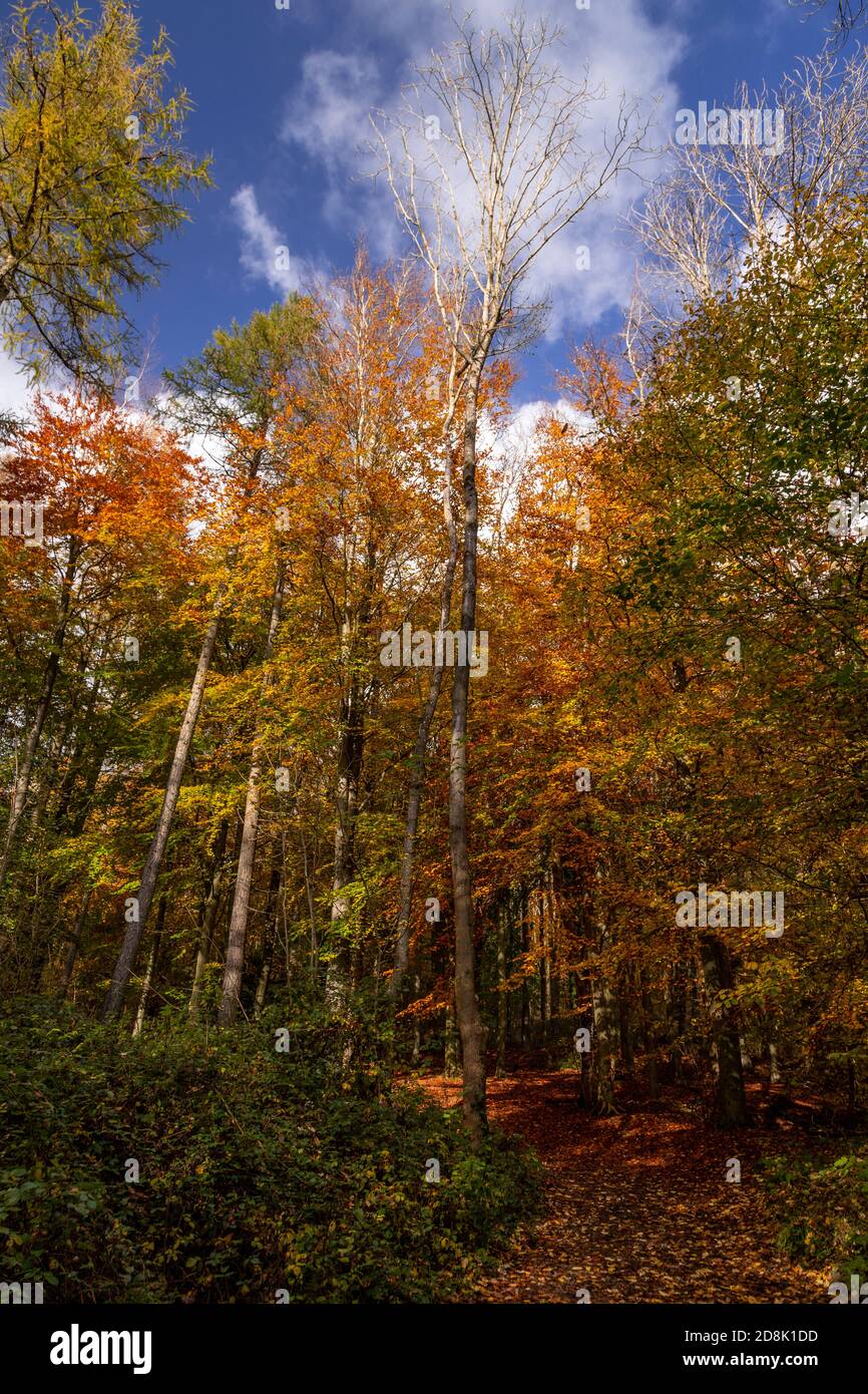 Alberi in autunno, Loggerheads Country Park, Galles del Nord Foto Stock