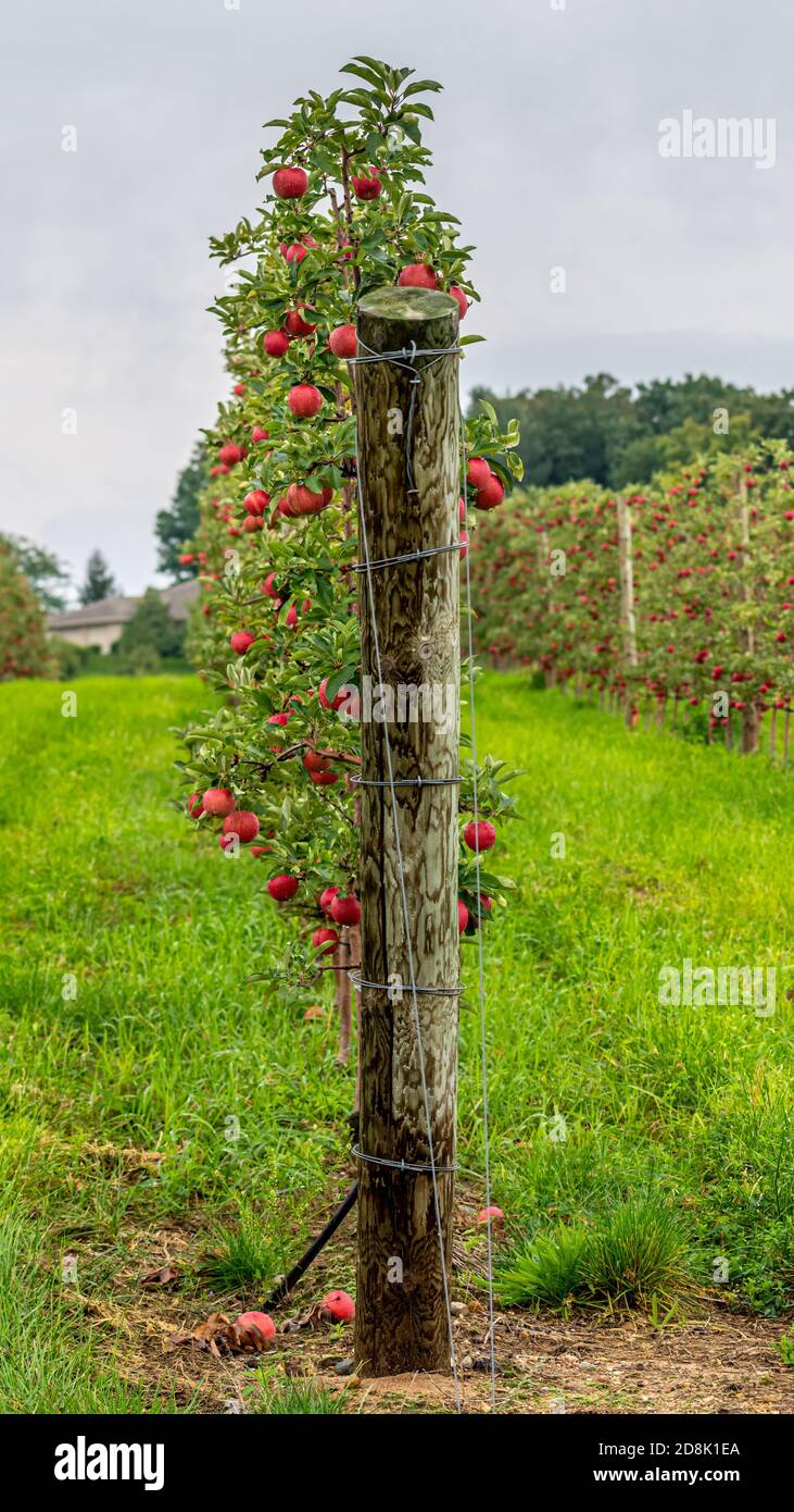 Alberi di mela rossi Espaliered che crescono in un frutteto sulla penisola di Old Mission vicino a Traverse City, Michigan. Foto Stock