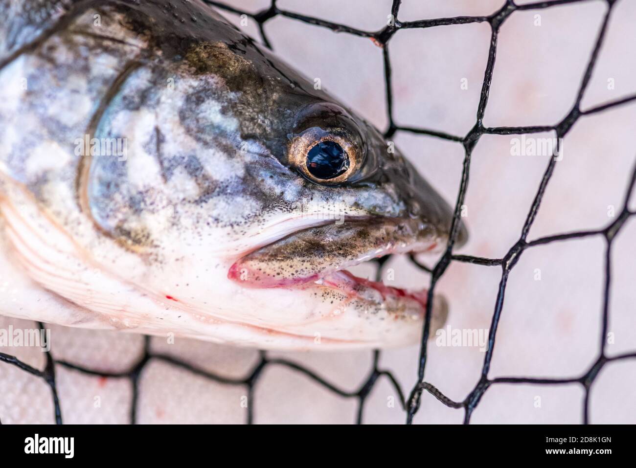 Primo piano della faccia di una trota del lago (Salvelinus namaycush) catturata nel lago Michigan. Foto Stock