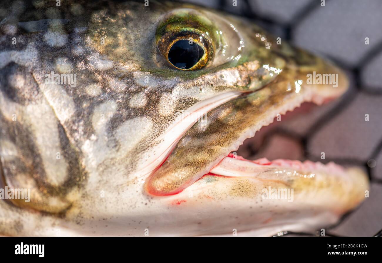 Primo piano della faccia di una trota del lago (Salvelinus namaycush) catturata nel lago Michigan. Foto Stock