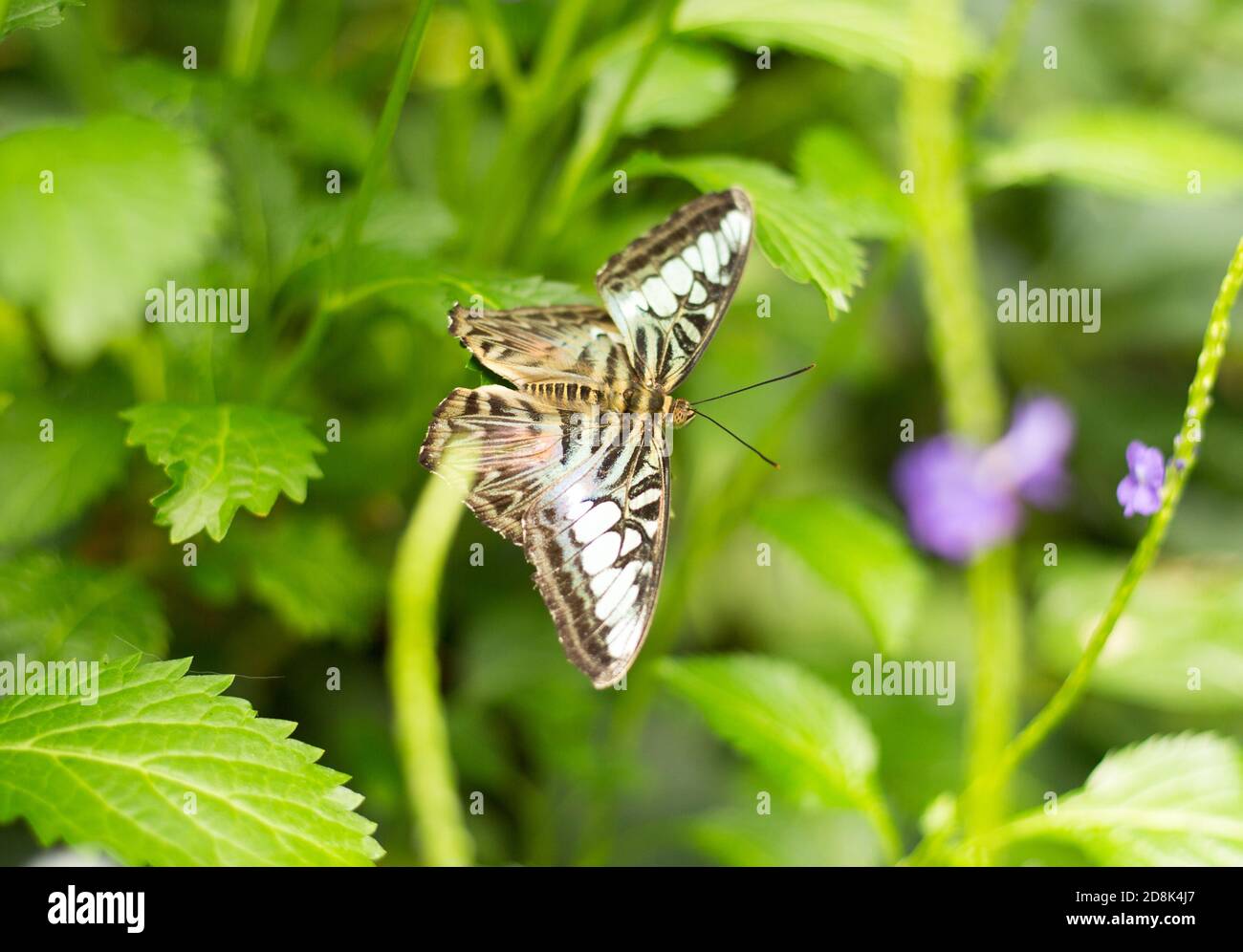 Falena, farfalla, ali marroni, strisce bianche, macchie bianche poggianti su una foglia verde Foto Stock