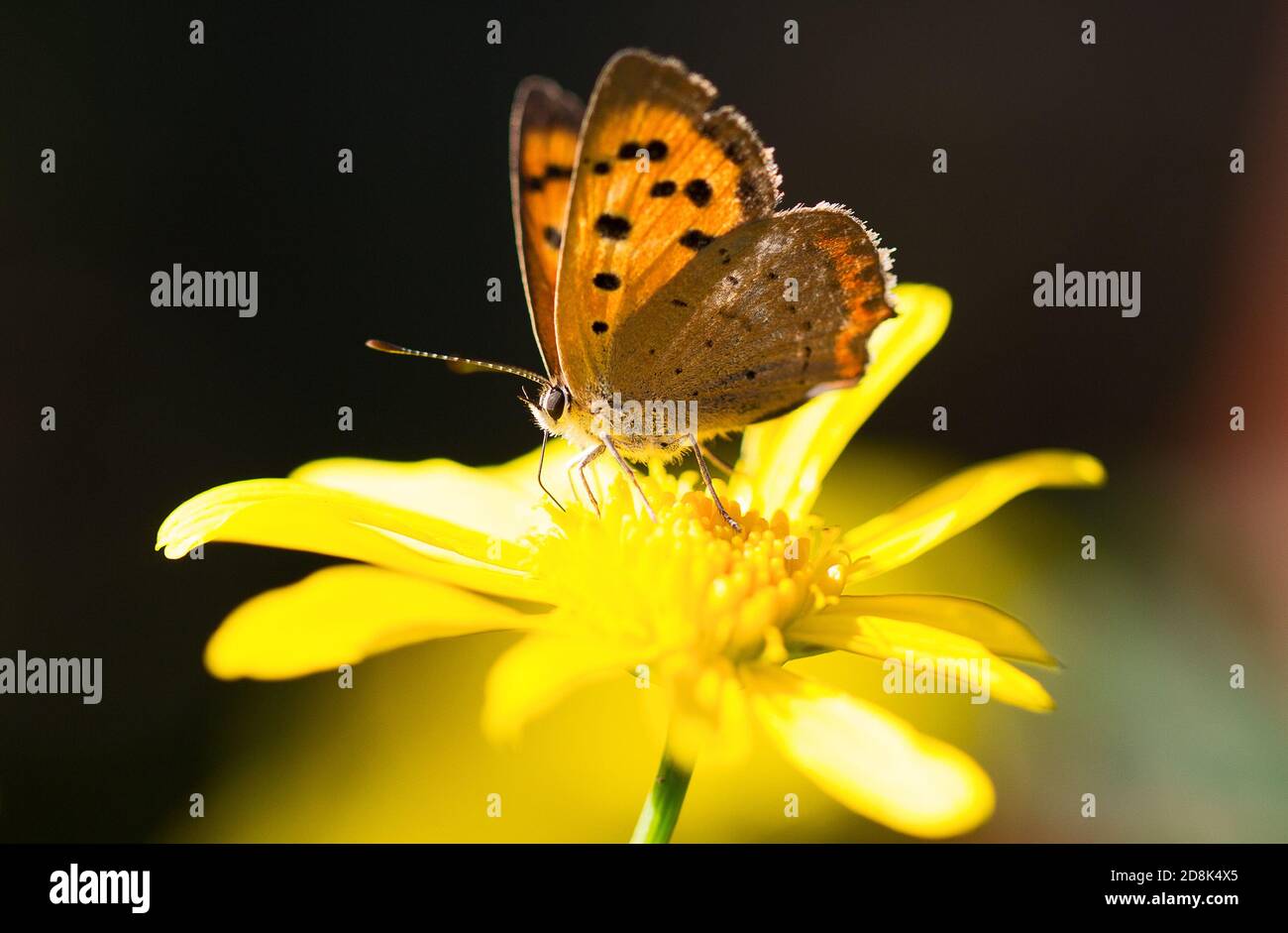 Piccola Butterfyl di rame (Lycaena phlaeas) riposando su un fiore giallo a margherita Foto Stock