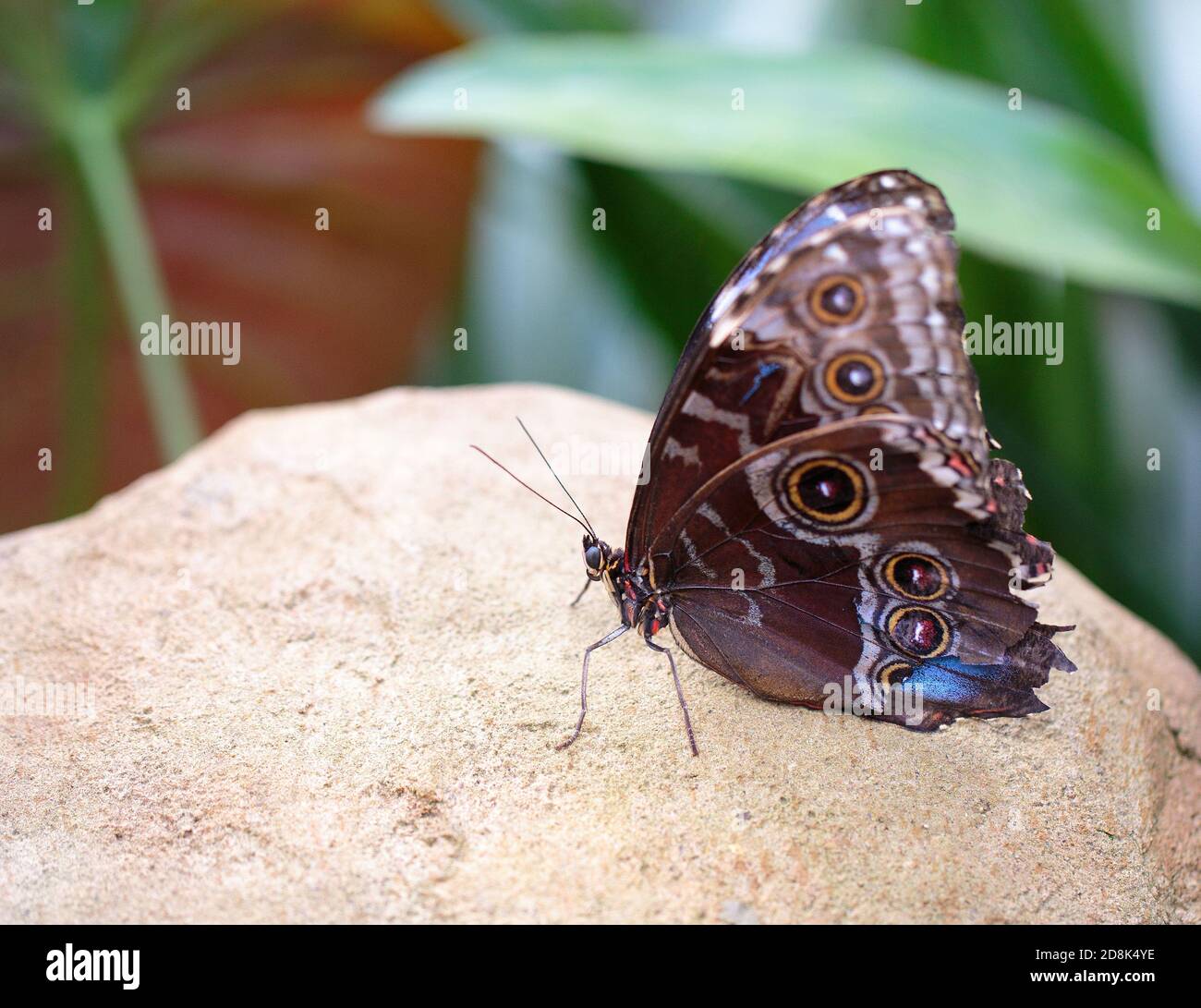 Grande farfalla di Owl riposante su una grande roccia di colore chiaro con uno sfondo verde naturale bokeh Foto Stock