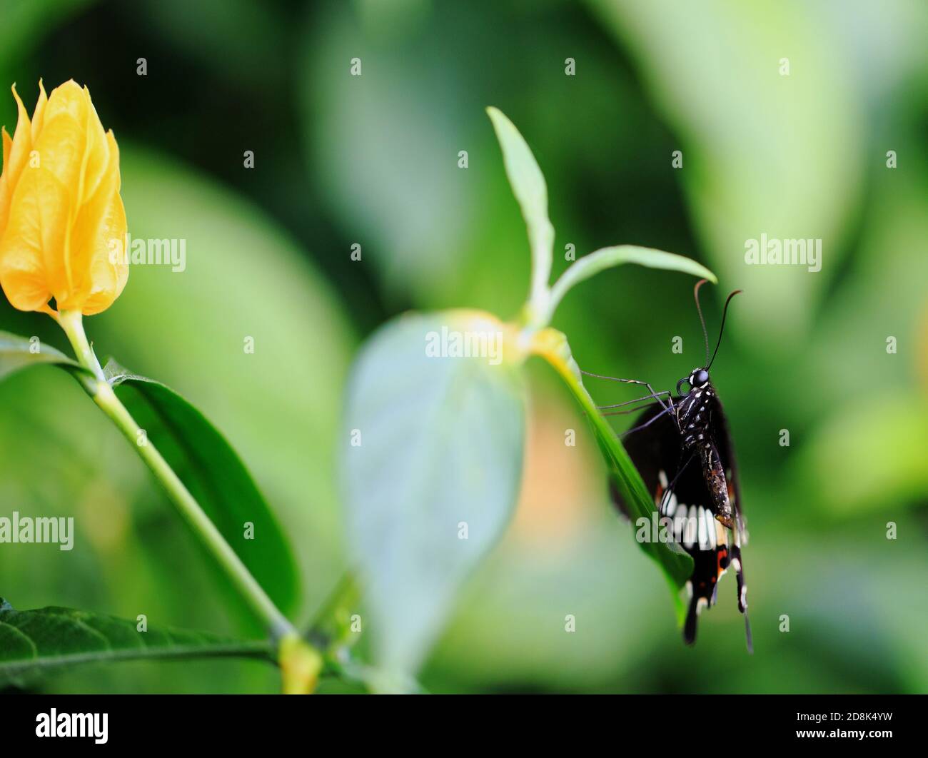 Primo piano di una farfalla a coda di rondine nera su cui poggiare una foglia verde vibrante con un fiore giallo brillante dentro lo sfondo Foto Stock