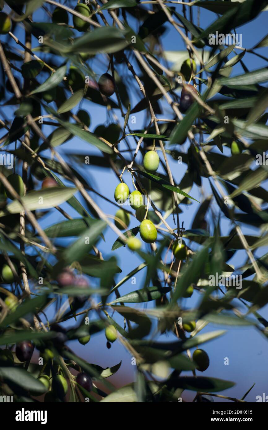 Rami d'oliva pieni di olive verdi e nere su sfondo blu cielo. Foto Stock