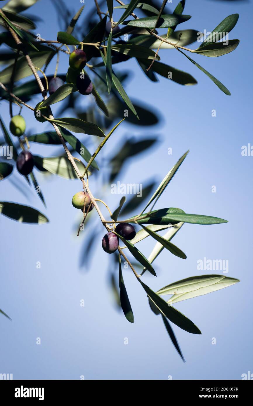 Rami d'oliva pieni di olive verdi e nere su sfondo blu cielo. Foto Stock