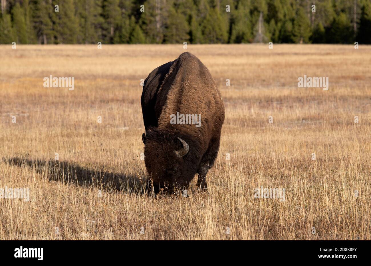 Yellowstone bull bison bufalo pascolo prato di montagna. Riserva naturale e animale per grandi mandrie di bufali di bisonte americani. Biologia, geografia. Foto Stock