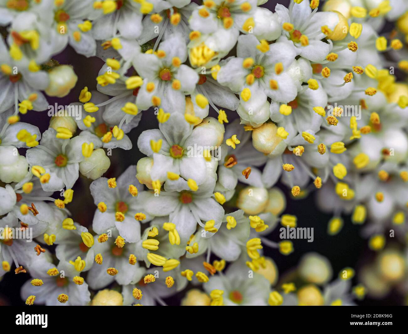 Primo piano dei piccoli fiori bianchi e delle antere gialle Un cespuglio di Viburnum Foto Stock