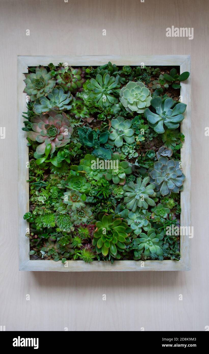 Concetto di giardinaggio di immagine vivente con piante succulente varie all'interno di a. terrario con telaio in legno isolato su sfondo chiaro Foto Stock