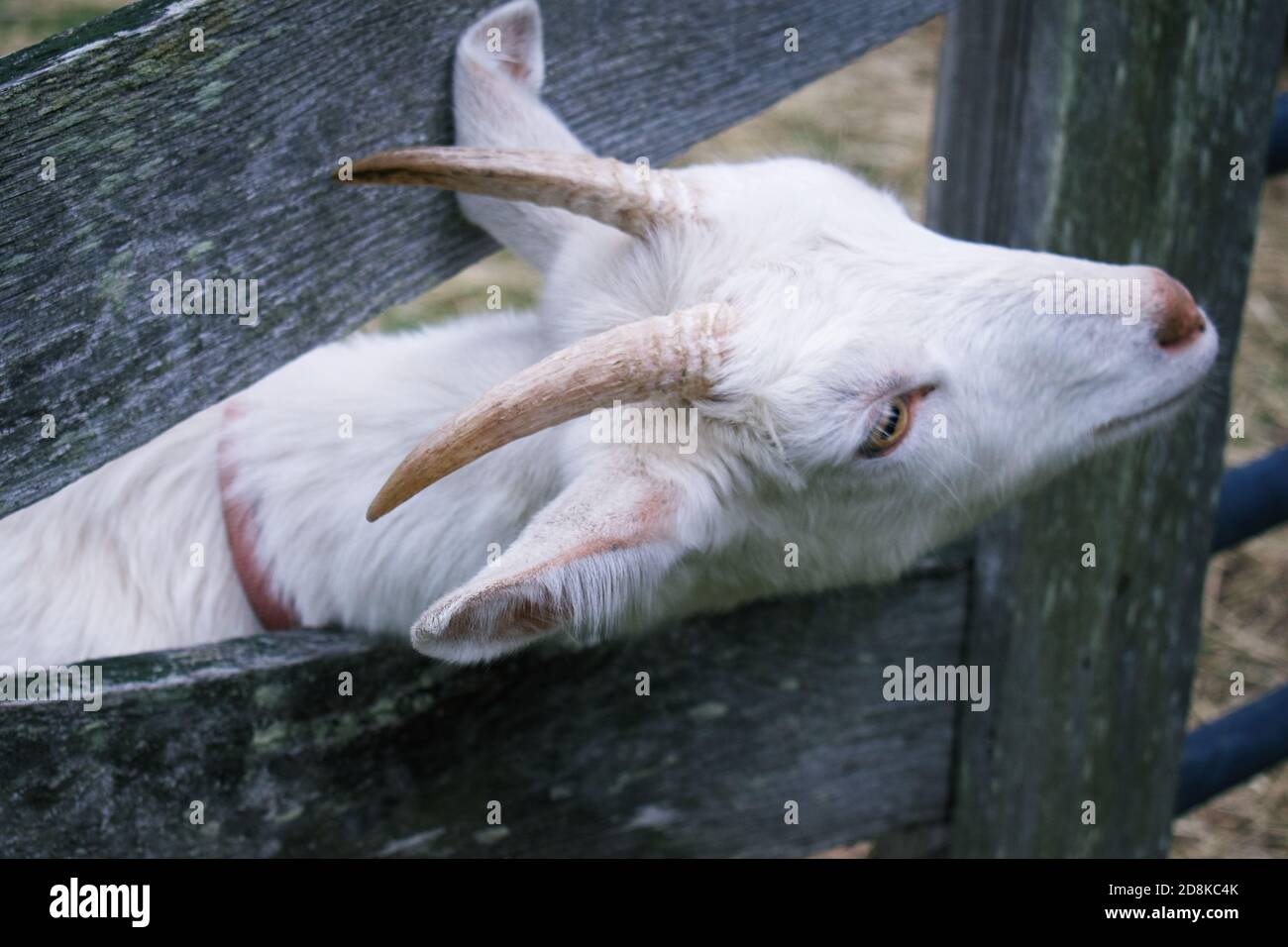 Giovane capra bianca billy che aderisce è testa fra la recinzione del legno Foto Stock