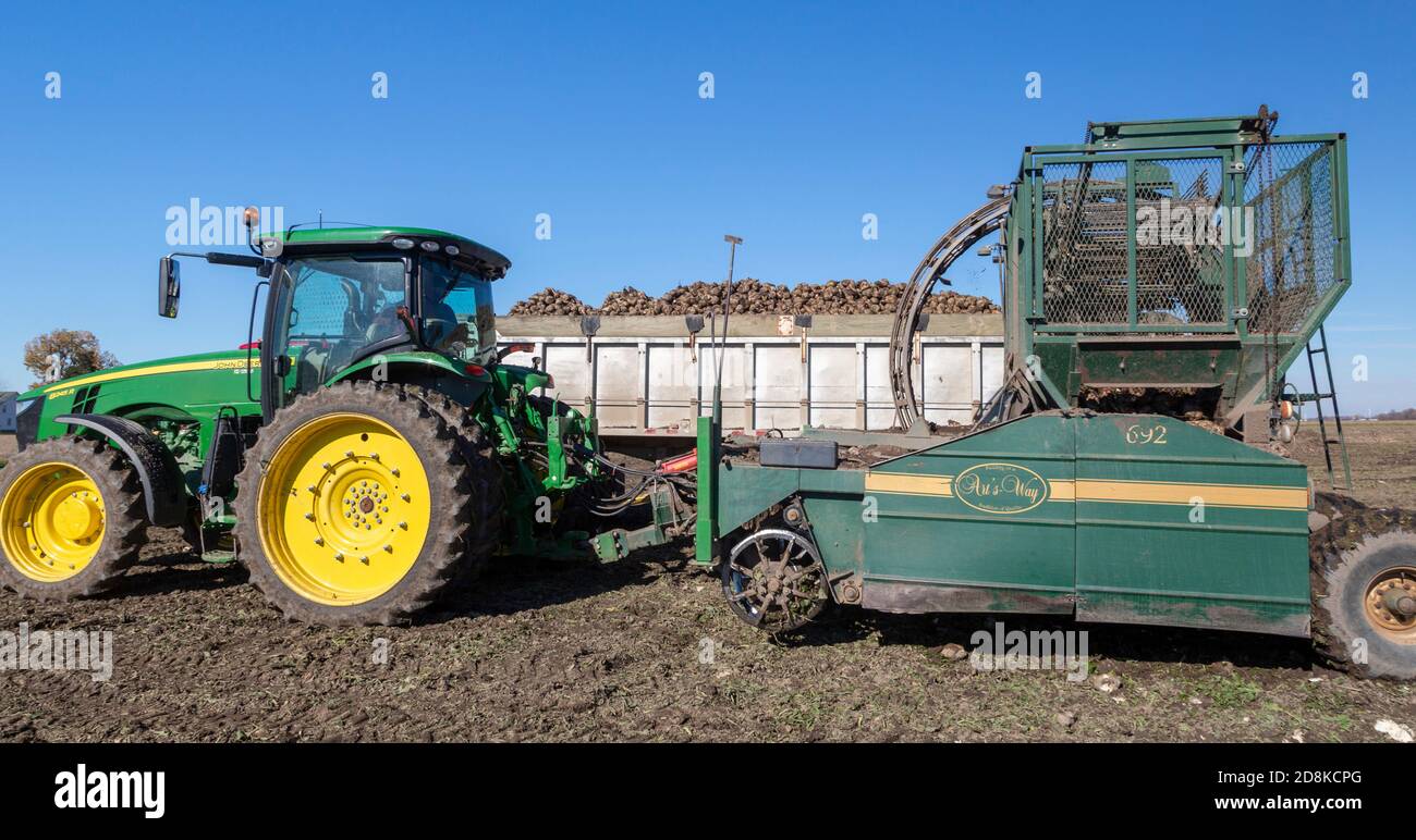 Deckerville, Michigan - UN trattore tira un Art's Way 692-Z coltivatore di barbabietole da zucchero in una fattoria del Michigan. Le barbabietole saranno lavorate dal Michigan Sugar Foto Stock