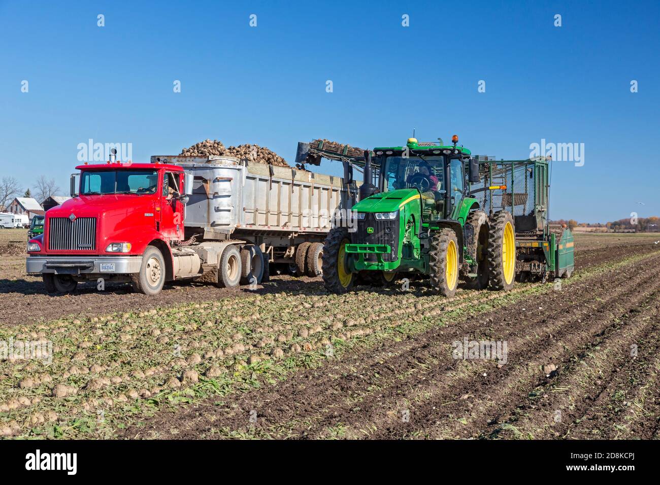 Deckerville, Michigan - raccolta di barbabietole da zucchero in una fattoria del Michigan. Le barbabietole saranno trattate dalla Michigan Sugar Company, una cooperativa di proprietà di agricoltori w Foto Stock