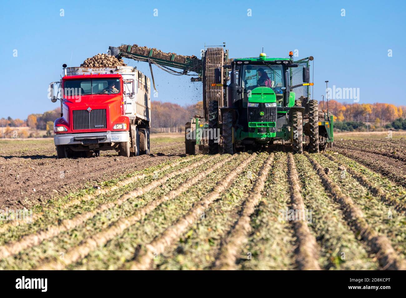 Deckerville, Michigan - raccolta di barbabietole da zucchero in una fattoria del Michigan. Le barbabietole saranno trattate dalla Michigan Sugar Company, una cooperativa di proprietà di agricoltori w Foto Stock