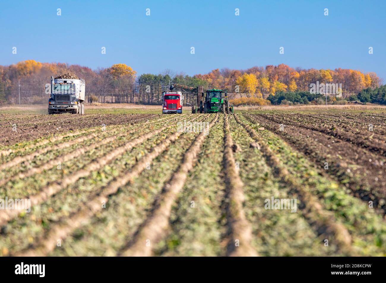 Deckerville, Michigan - raccolta di barbabietole da zucchero in una fattoria del Michigan. Le barbabietole saranno trattate dalla Michigan Sugar Company, una cooperativa di proprietà di agricoltori w Foto Stock