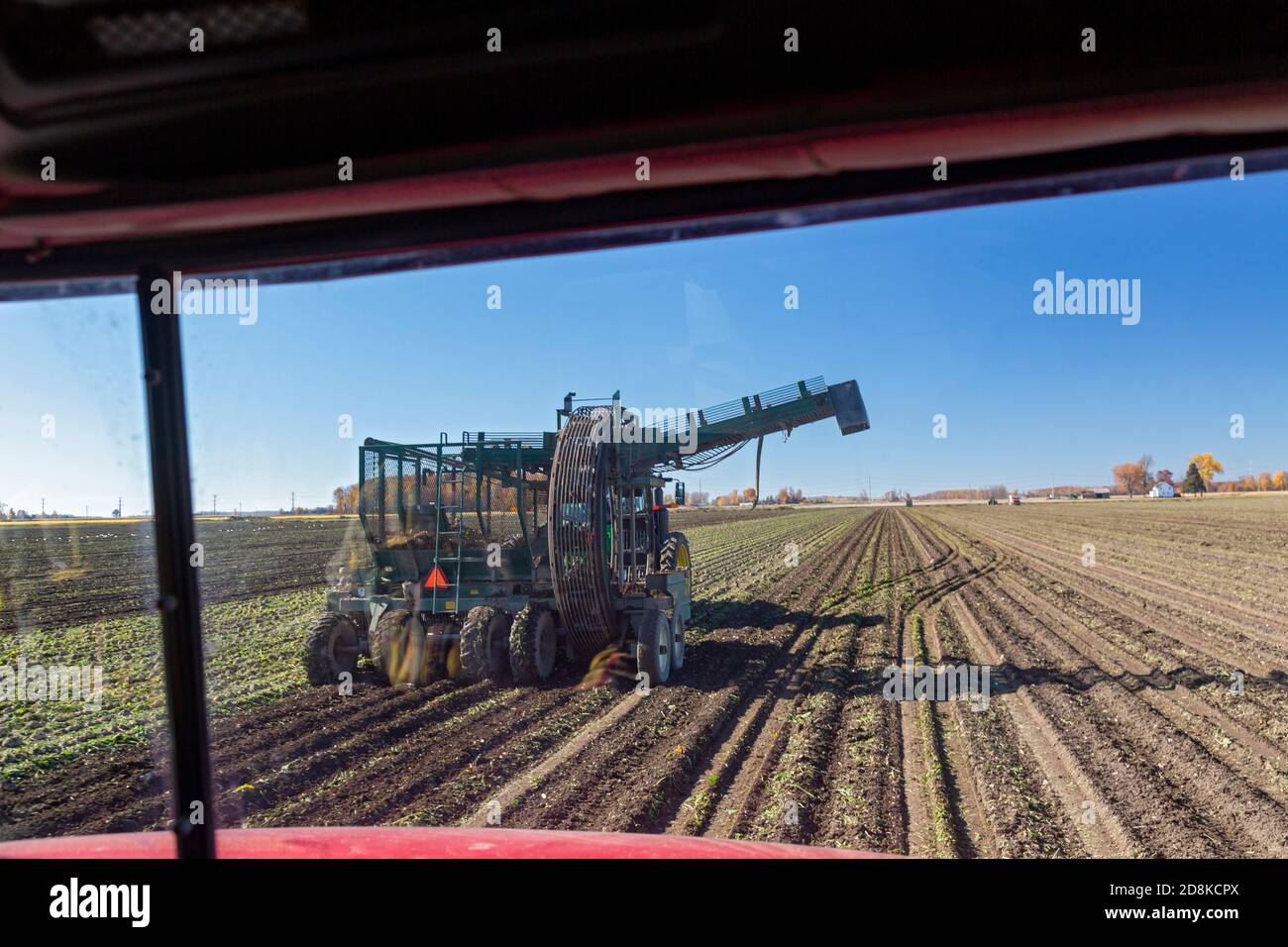 Deckerville, Michigan - raccolta di barbabietole da zucchero in una fattoria del Michigan. Un camion si avvicina a un'azienda di raccolta di barbabietole da zucchero 692-Z Art's Way per raccogliere un carico di barbabietole. Foto Stock