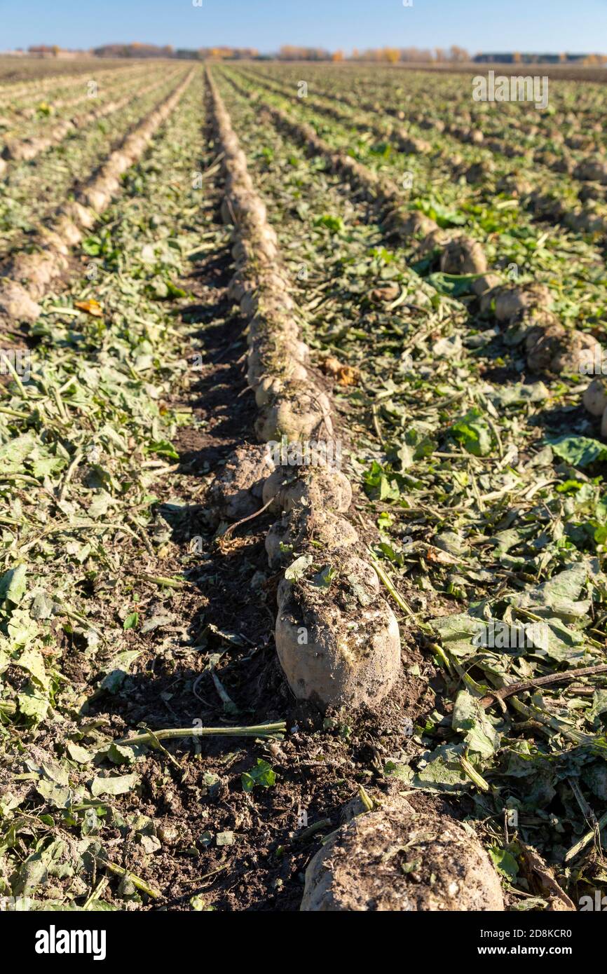 Deckerville, Michigan - barbabietole da zucchero circa al raccolto in un campo del Michigan. Le barbabietole saranno trattate dalla Michigan Sugar Company, un coltivatore-mucca Foto Stock