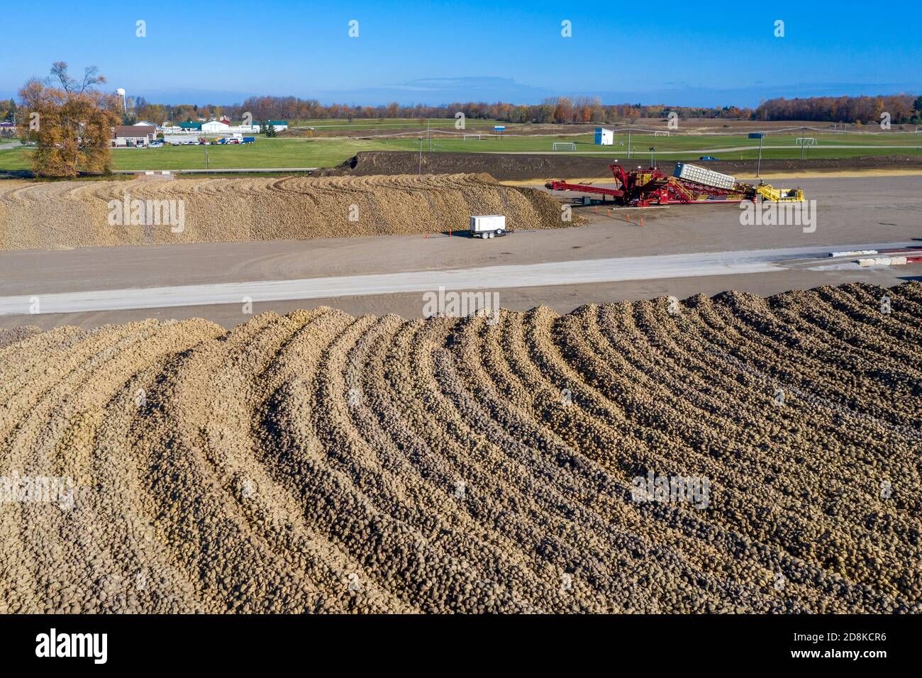 Croswell, Michigan - le barbabietole da zucchero vengono accumulate dopo la raccolta in autunno, in attesa di lavorazione presso la Michigan Sugar Company. L'azienda è un'azienda agricola Foto Stock