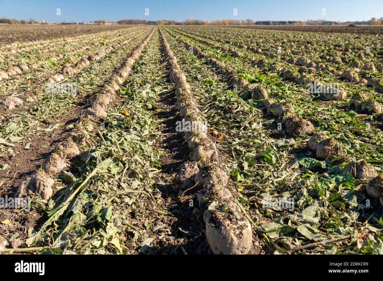 Deckerville, Michigan - barbabietole da zucchero circa al raccolto in un campo del Michigan. Le barbabietole saranno trattate dalla Michigan Sugar Company, un coltivatore-mucca Foto Stock