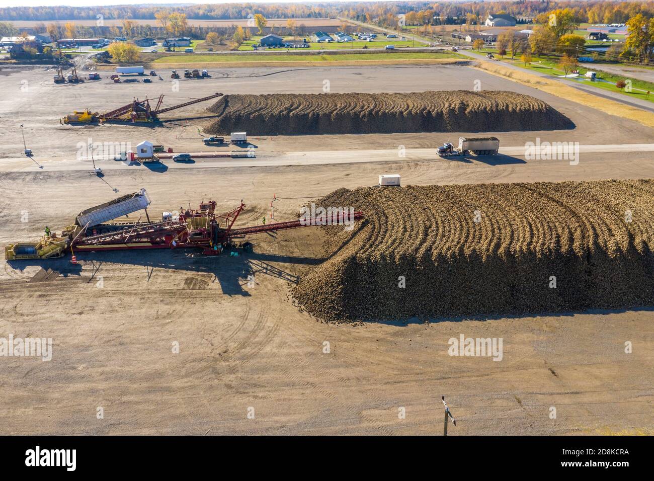 Croswell, Michigan - le barbabietole da zucchero vengono accumulate dopo la raccolta in autunno, in attesa di lavorazione presso la Michigan Sugar Company. L'azienda è un'azienda agricola Foto Stock