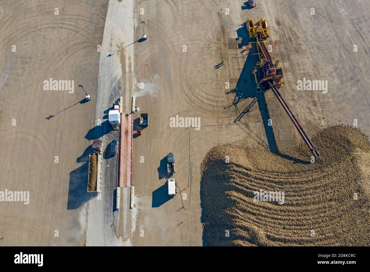 Croswell, Michigan - le barbabietole da zucchero vengono accumulate dopo la raccolta in autunno, in attesa di lavorazione presso la Michigan Sugar Company. L'azienda è un'azienda agricola Foto Stock