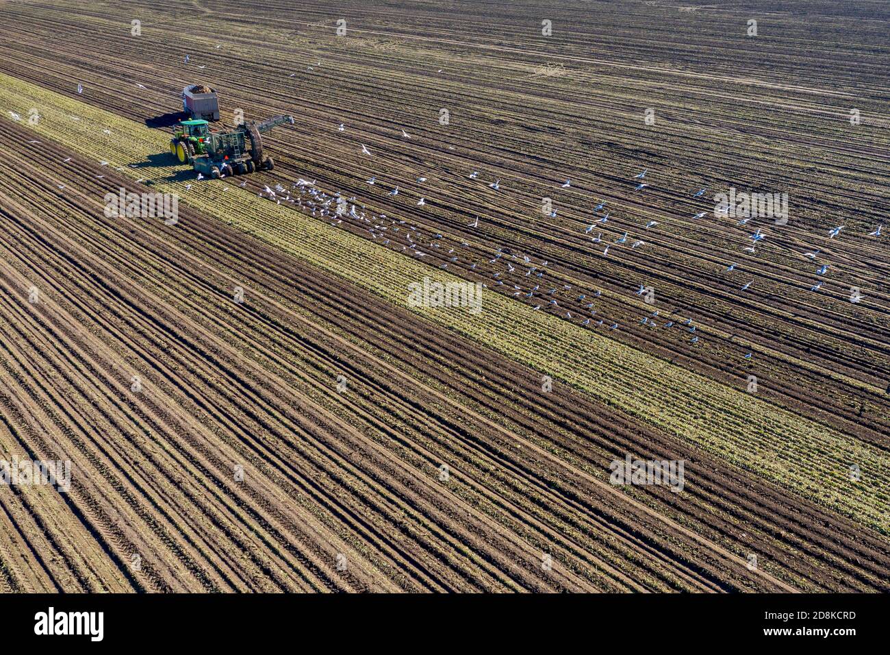 Deckerville, Michigan - raccolta di barbabietole da zucchero in una fattoria del Michigan. Le barbabietole saranno trattate dalla Michigan Sugar Company, una cooperativa di proprietà di agricoltori w Foto Stock