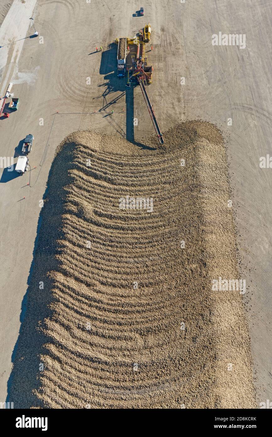 Croswell, Michigan - le barbabietole da zucchero vengono accumulate dopo la raccolta in autunno, in attesa di lavorazione presso la Michigan Sugar Company. L'azienda è un'azienda agricola Foto Stock