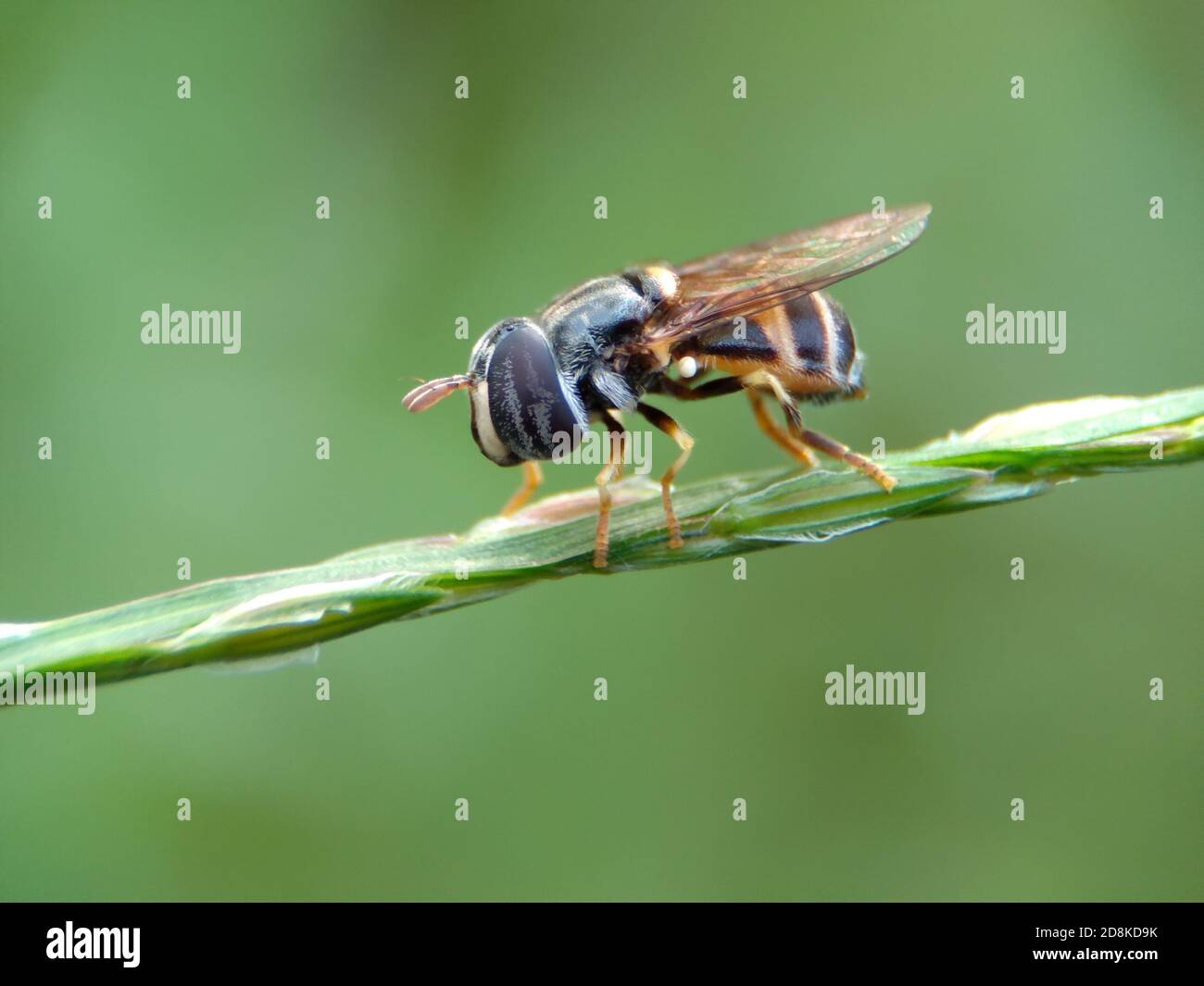 Primo piano macro di hoverfly su sfondo verde. Foto Stock