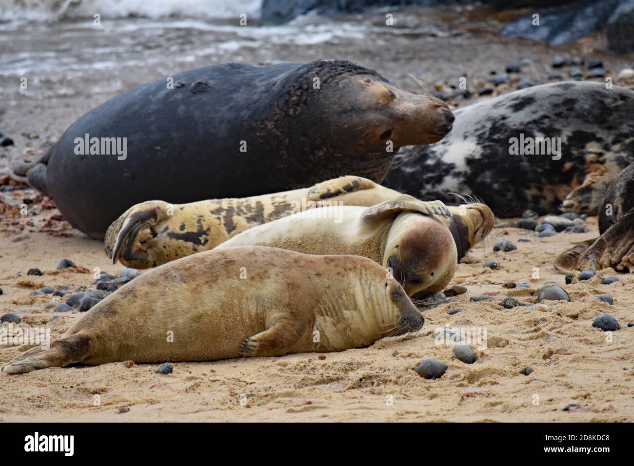 Le foche e i cuccioli grigi si stese sulla sabbia a Horsey Gap, Norfolk, Inghilterra. Una guarnizione più grande di colore nero e marrone solleva la testa dal suolo. Foto Stock