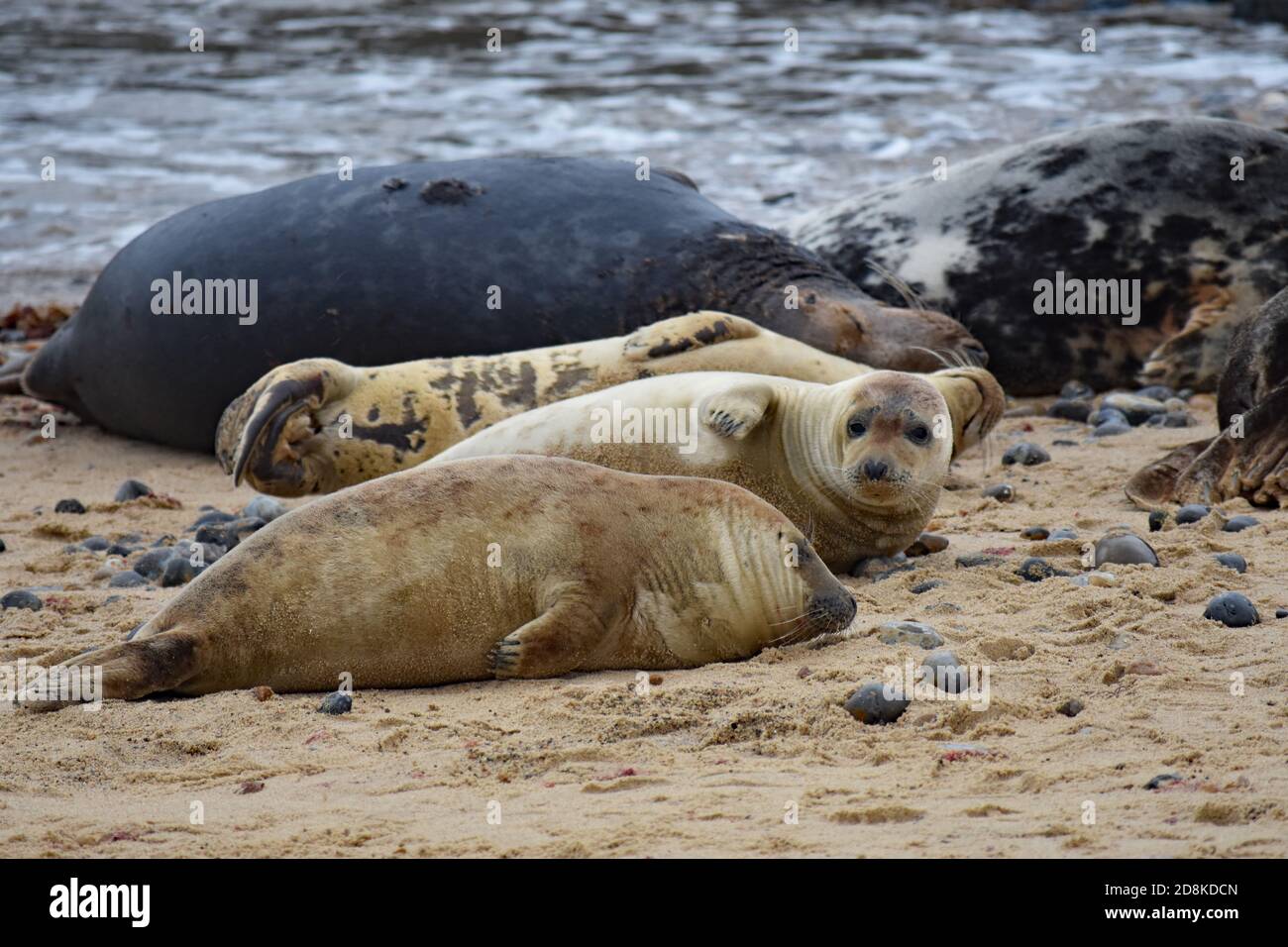 Un gruppo di foche e cuccioli grigi si stese sulla sabbia a Horsey Gap, Norfolk, Inghilterra. Tre guarnizioni giovani di colore sabbioso si trovano di fronte alle guarnizioni più vecchie più grandi Foto Stock