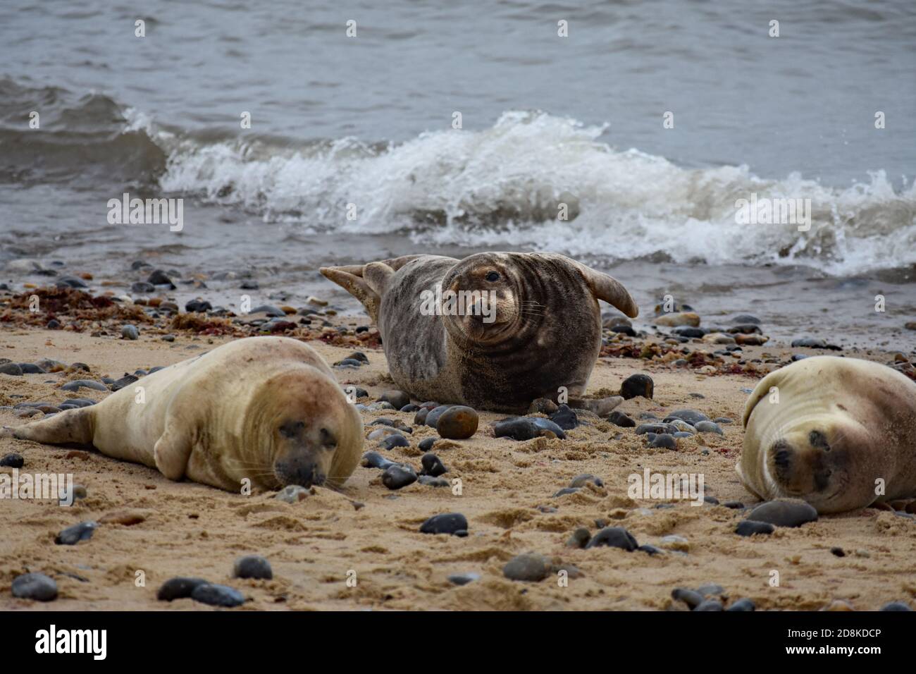 Le foche e i cuccioli grigi si stese sulla sabbia a Horsey Gap, Norfolk, Inghilterra. Due guarnizioni di colore sabbioso e un sigillo marrone guardano verso la fotocamera. Foto Stock