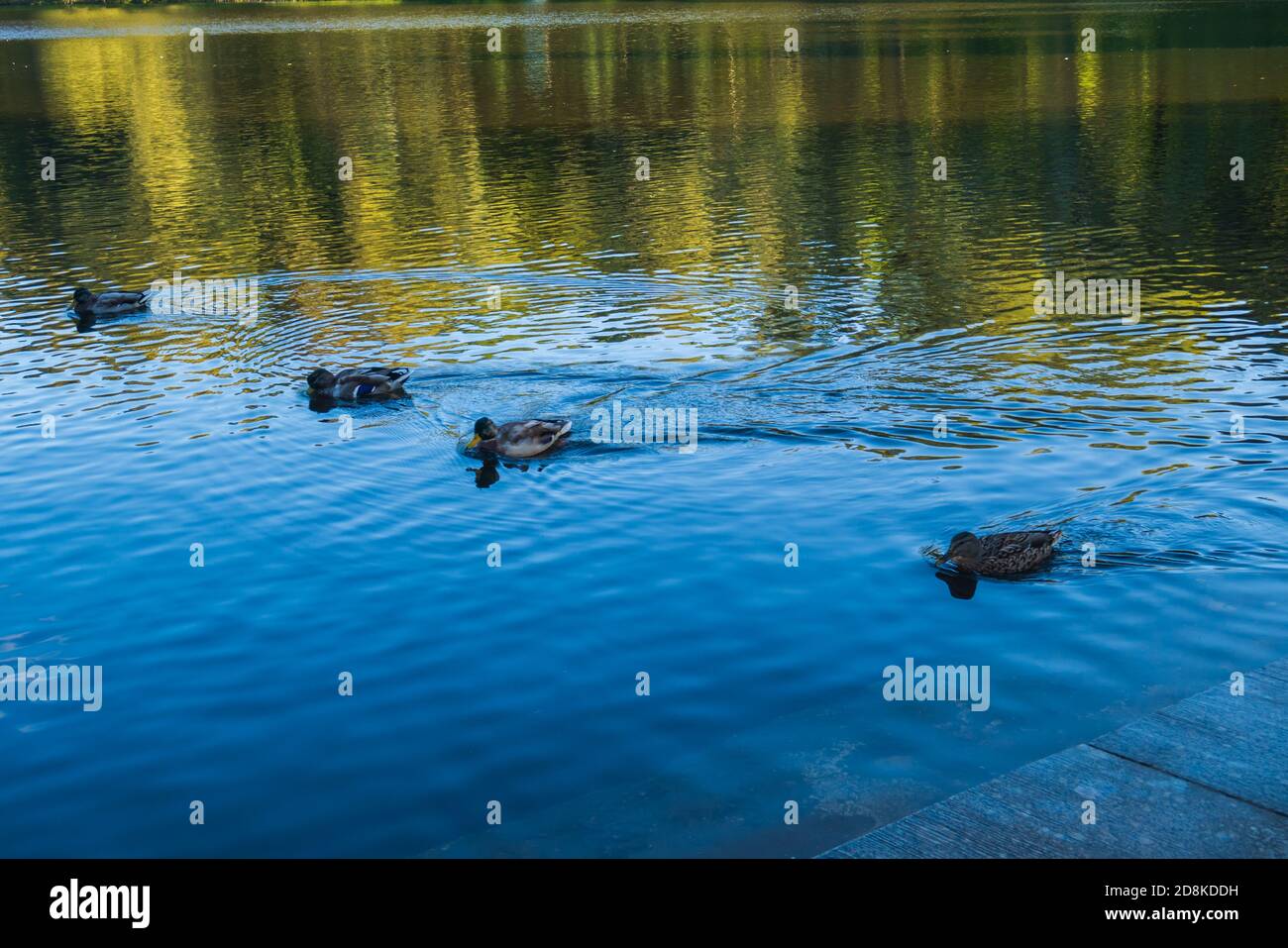 Le anatre nello stagno nuotano oltre. Foto Stock