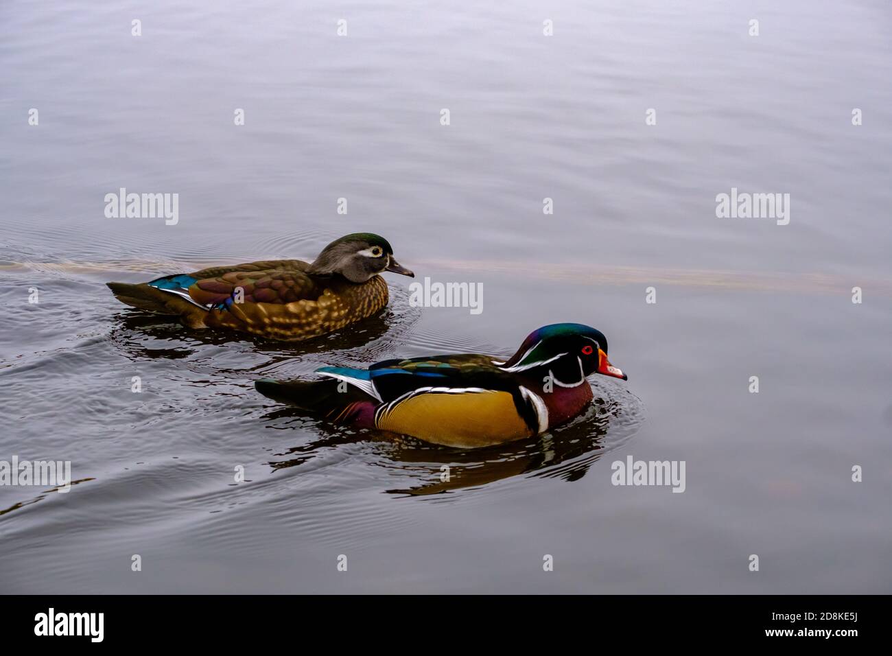 Un accoppiamento di anatre di legno (Aix sponsora), un maschio e una femmina, nuotare fianco a fianco attraverso la superficie dell'acqua di un laghetto. Foto Stock