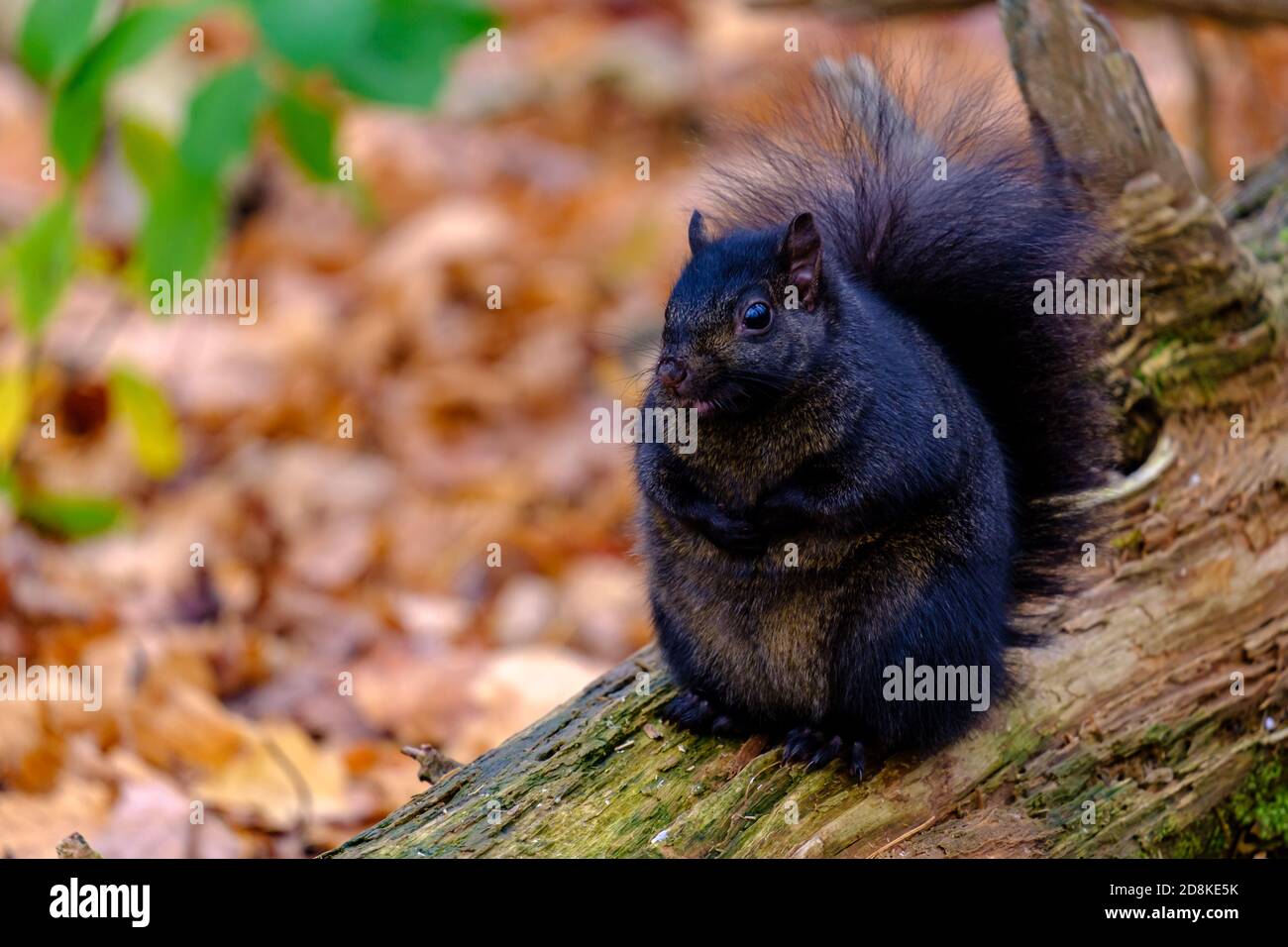 Uno scoiattolo nero (uno scoiattolo grigio orientale con colorazione melanistica) si trova sulla cima di un tronco nella foresta. Foto Stock