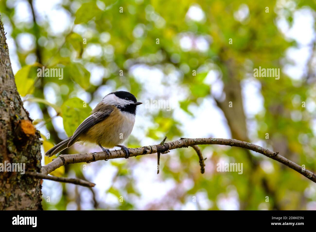 Una vista di profilo di un chickadee (atricapillus di Poecile) con tappo nero che perce su un ramo di albero sottile nei boschi. Foto Stock