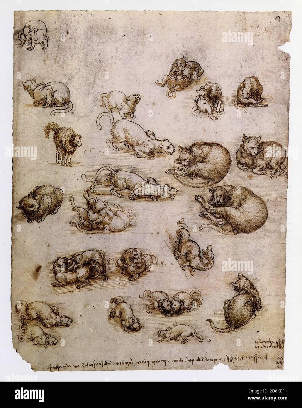 Leorado da Vinci. Gatti, leoni e un drago 1513-1514. Penna e inchiostro con tocchi di colore su gesso nero con offset rosso. Foto Stock