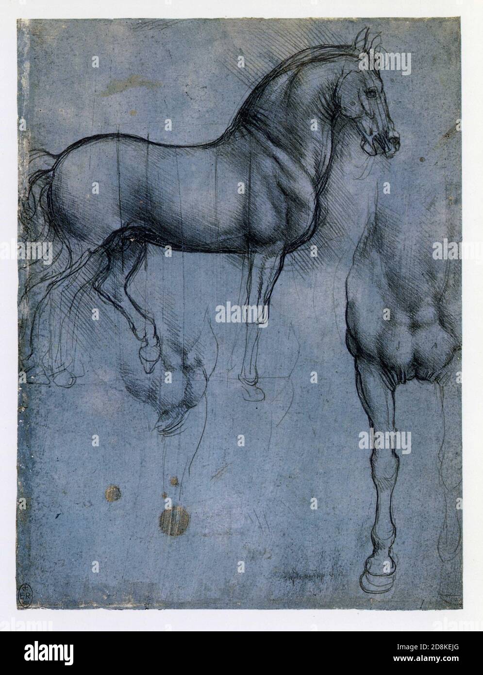 Leonardo da Vinci. Profilo giusto di un cavallo. 1490. Punto metallico su carta rivestita con una preparazione blu Foto Stock