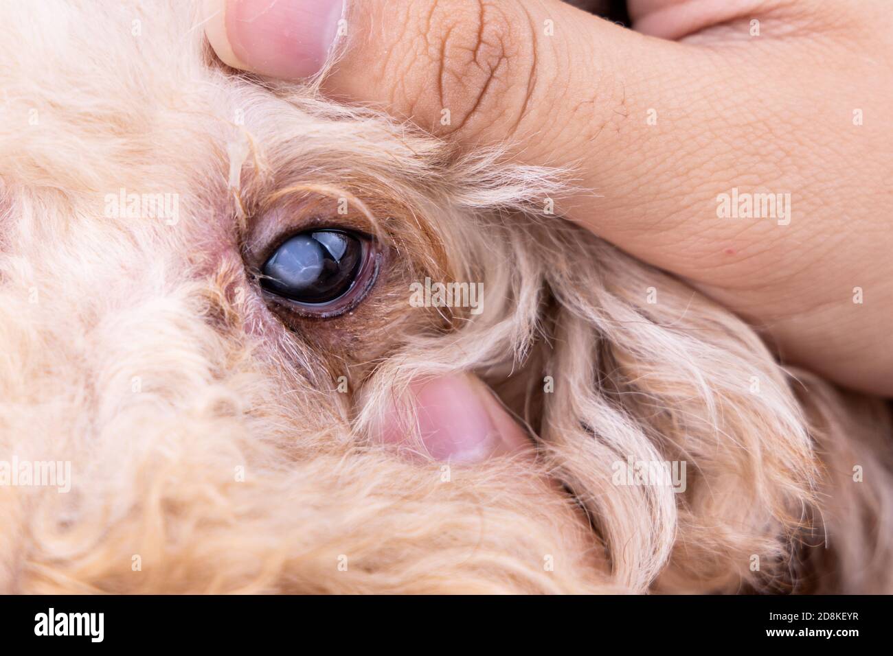 Mano abbracciando pedigree cane poodle con problema di cataratta su di lui occhio Foto Stock