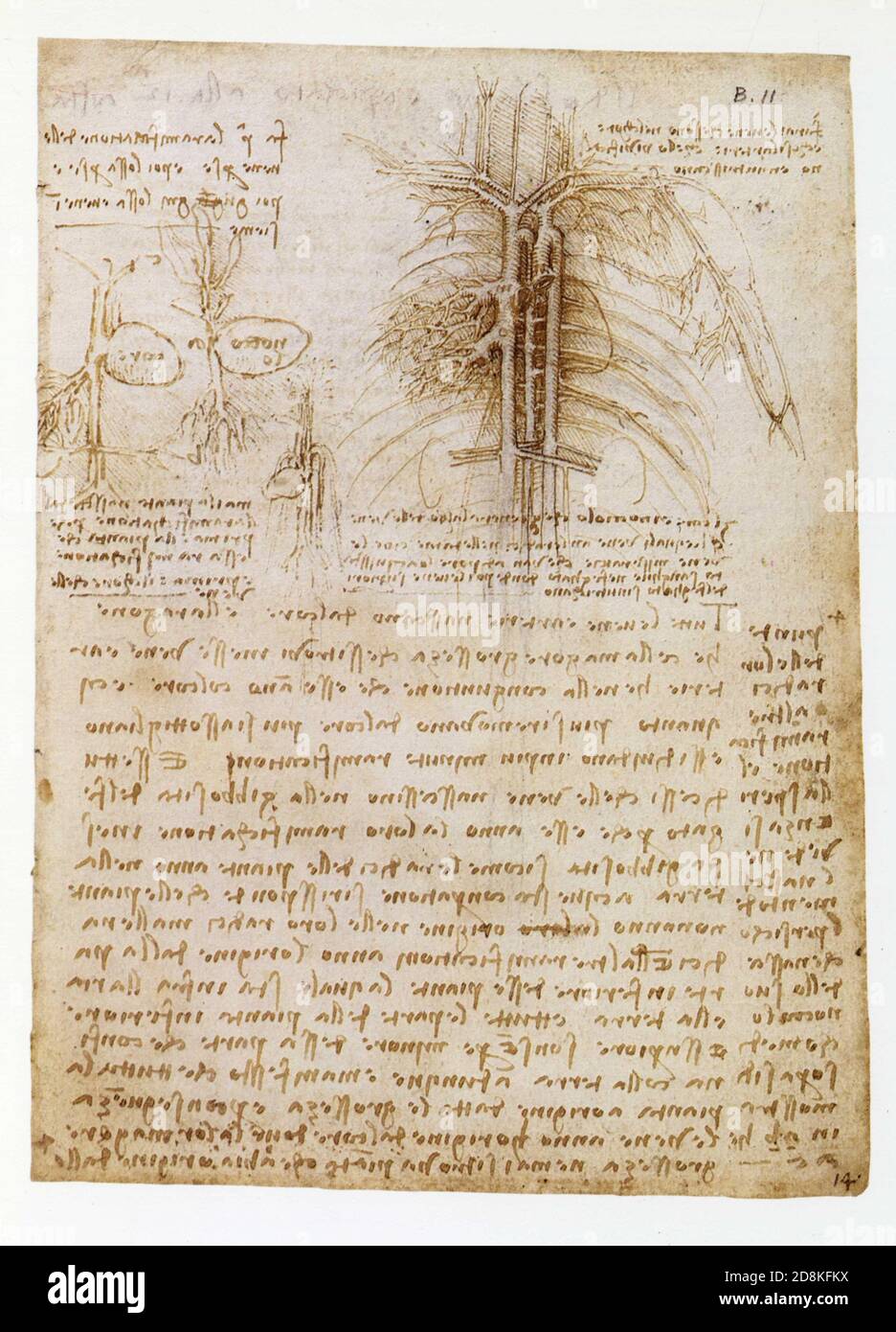 Leonardo da Vinci. Le principali arterie e vene del torace e studi del cuore e dei vasi sanguigni rispetto a. una pianta germogliata da un seme Foto Stock